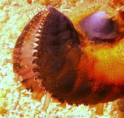 kiss of death--SEALIFE DC1000.. by Richard Campbell 